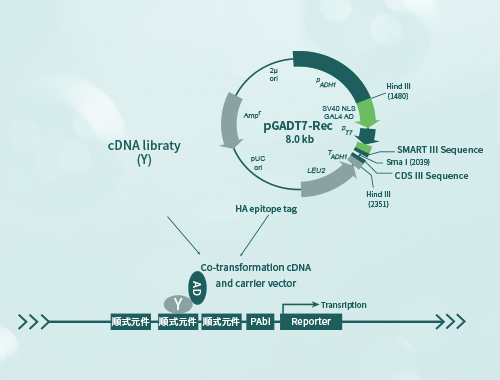 ��ĸ���ӽ�