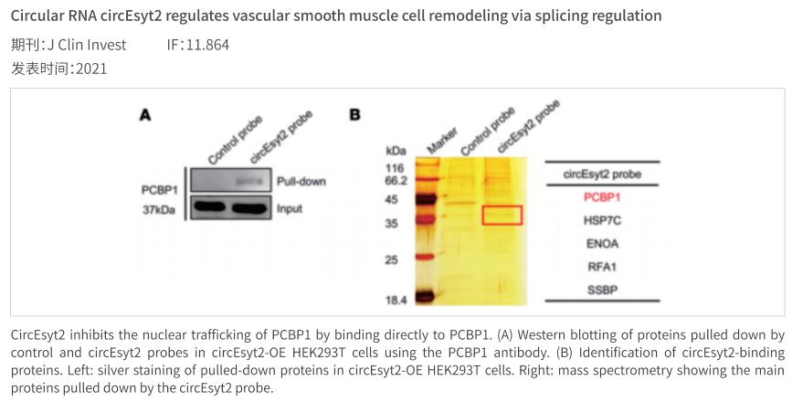 rna pulldown