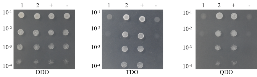 ºË½Íĸ˫ÔÓ½»µã¶ÔµãÊÔ¼ÁºÐ