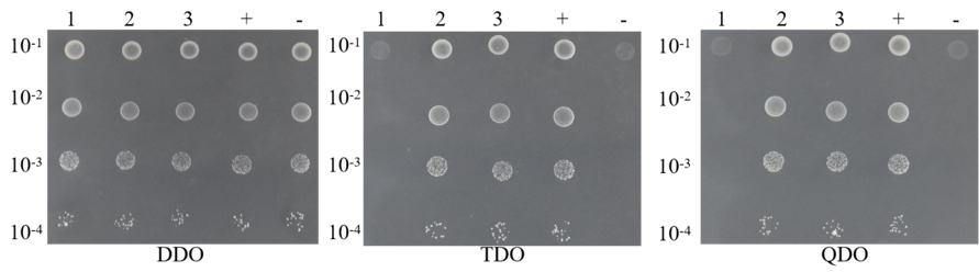 Ĥϵͳ��ĸ˫�ӵ�Ե���֤